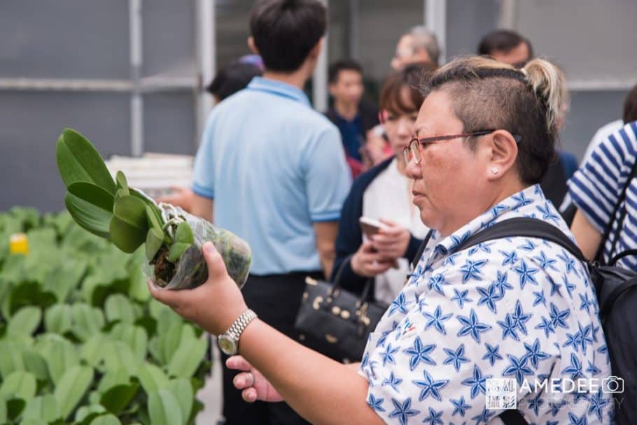蝴蝶蘭植栽過程參觀