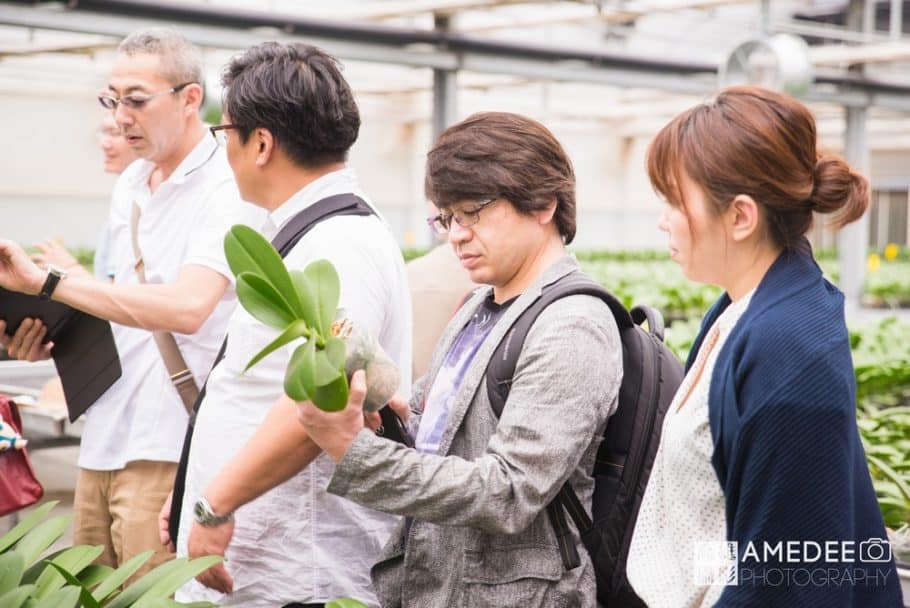 蝴蝶蘭植栽過程參觀