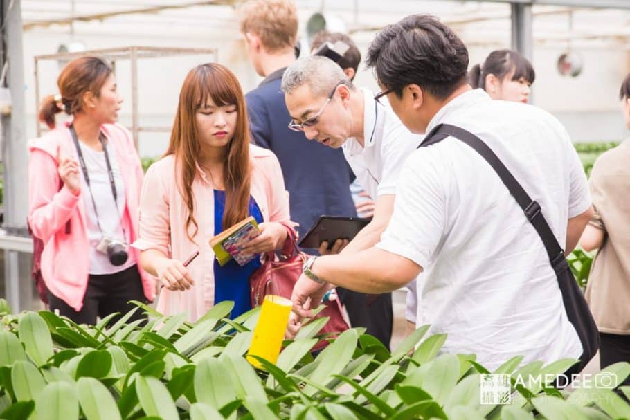 蝴蝶蘭植栽過程參觀