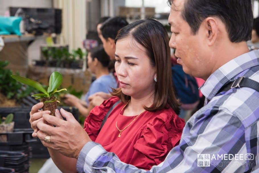 蝴蝶蘭植栽過程參觀