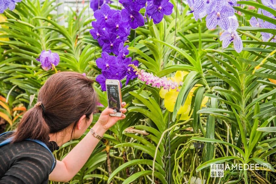 參觀者用iphone手機拍攝蘭花