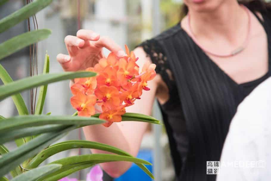 參觀者觸摸蘭花