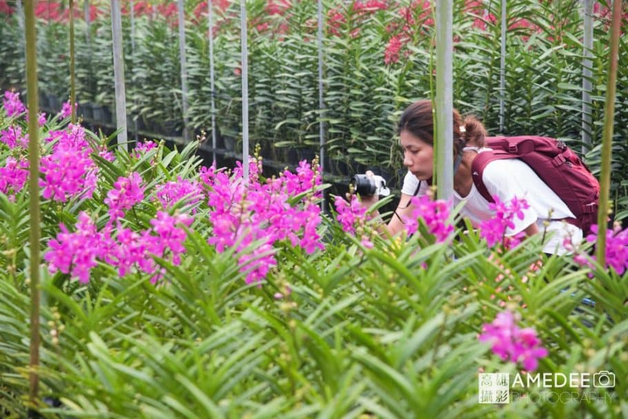 參觀者拍攝蘭花蘭花園