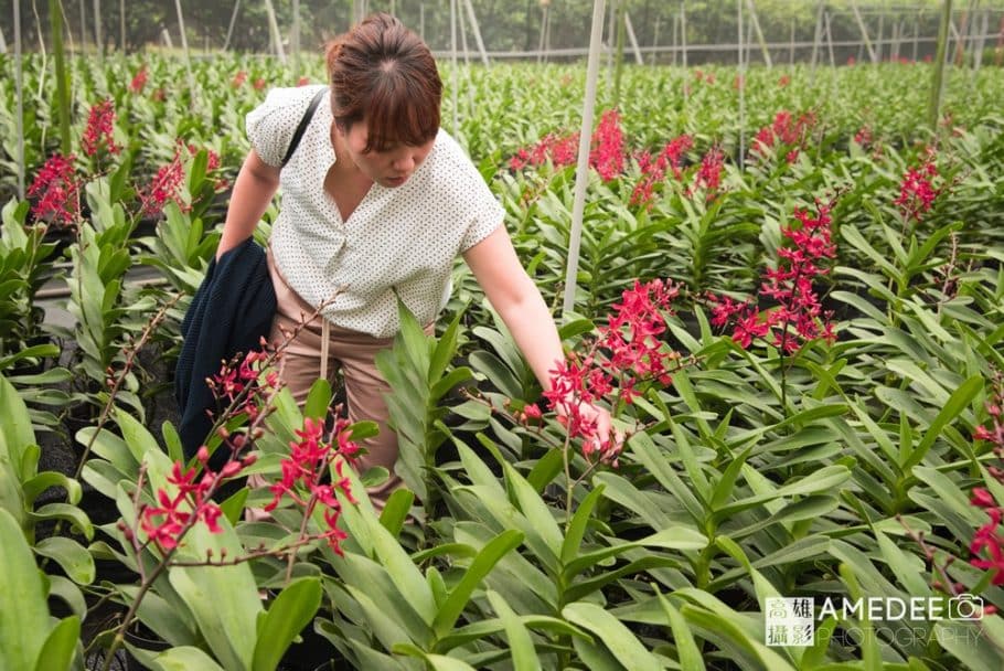 天使農場參觀蘭花園