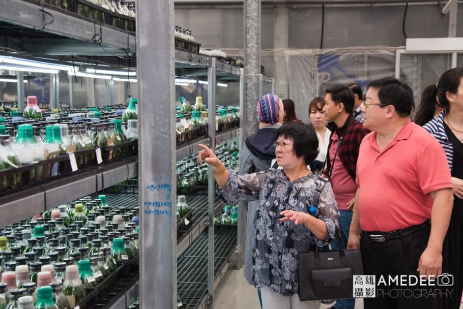 蝴蝶蘭植栽過程參觀