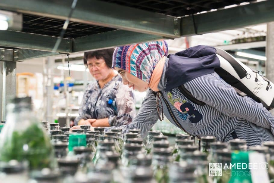 蝴蝶蘭植栽過程參觀