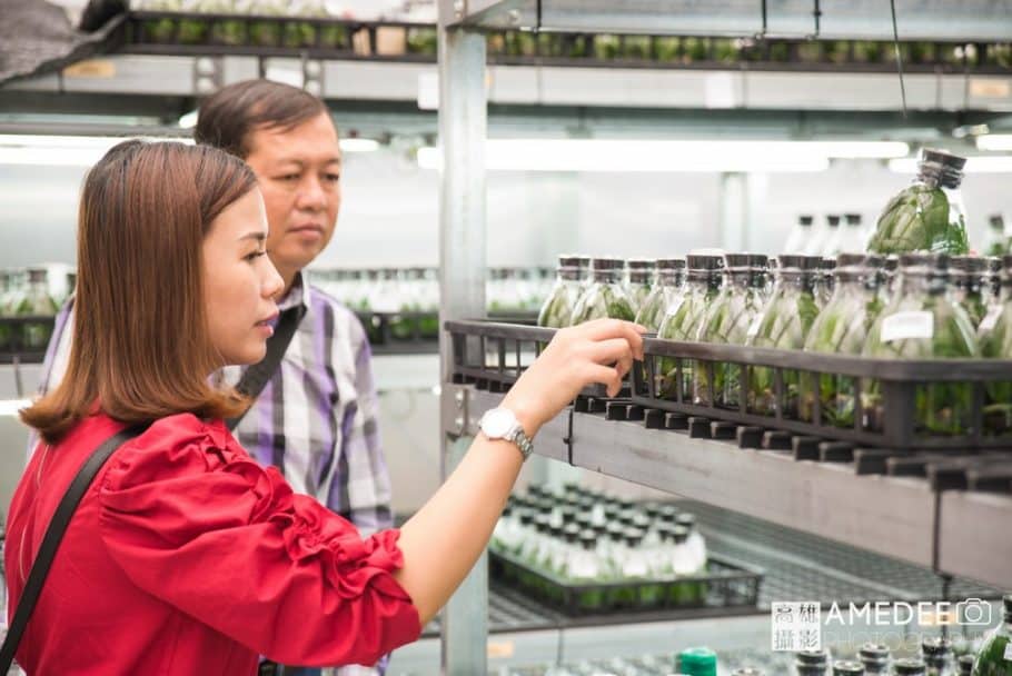 蝴蝶蘭植栽過程參觀