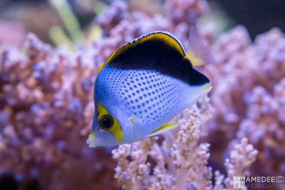 夏威夷魚與珊瑚拍攝