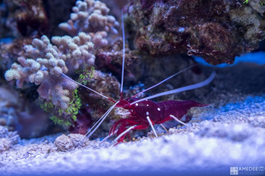 夏威夷蝦與珊瑚拍攝