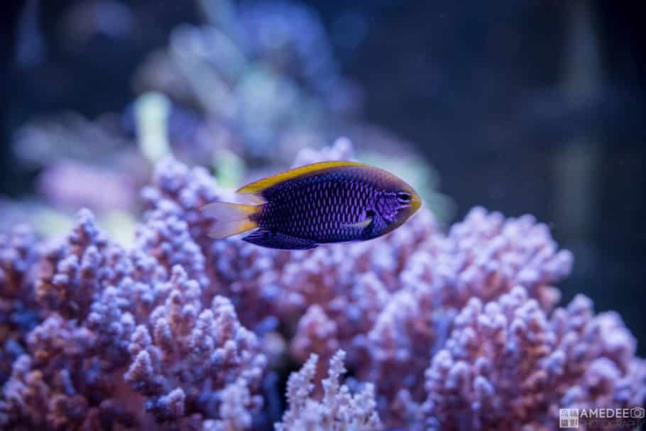 夏威夷魚與珊瑚拍攝