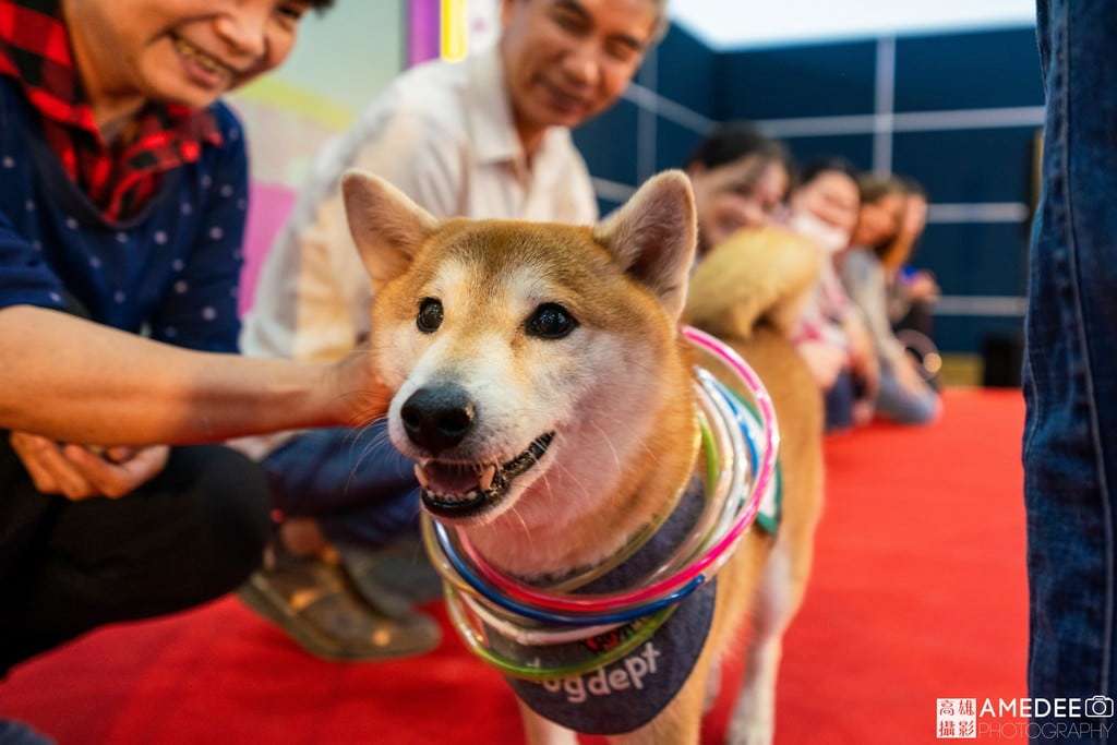 高雄展覽館亞洲樂齡智慧生活展治療犬柴犬Poppy